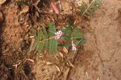 Euphorbia deccanensis var. nallamalayana